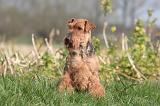 WELSH TERRIER 105